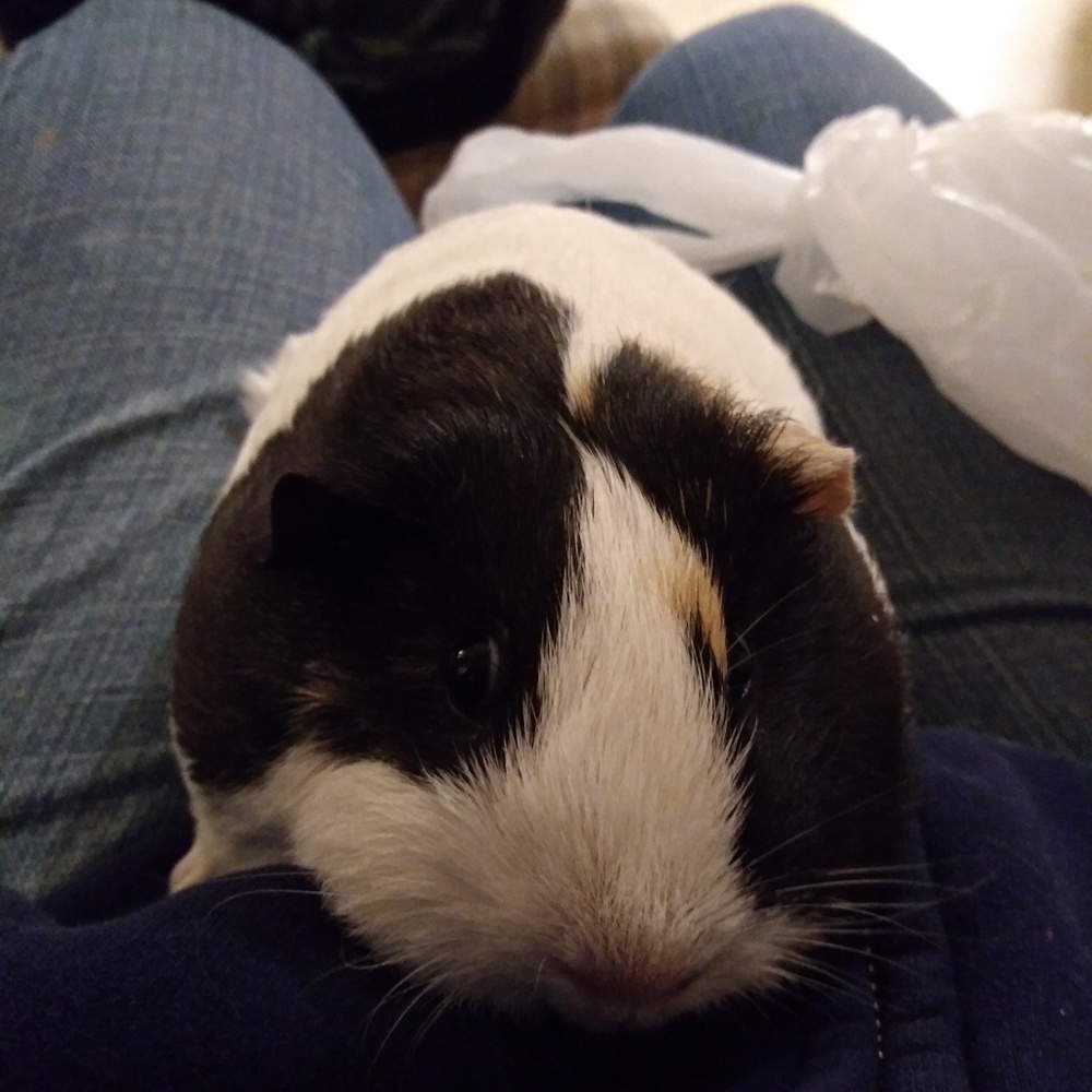 Meet your Posher, Teresa